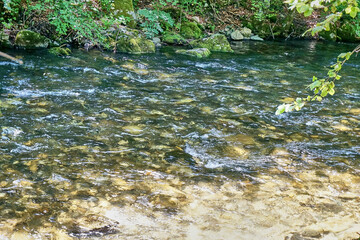 River flowing through the forest