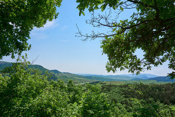 Obraz premium Beautiful green forest in a sunny day