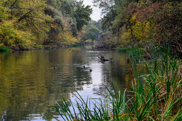 Beautiful view of the river in autumn with floating ducks