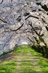舟川べり桜並木。朝日、富山、日本。４月中旬。