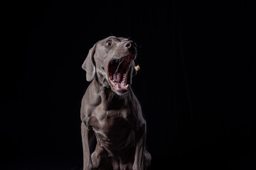 Ocala Weimaraner