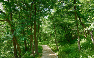 A path through sunlit forest