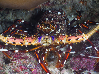 Longlegged spiny lobster (Similan, Thailand)