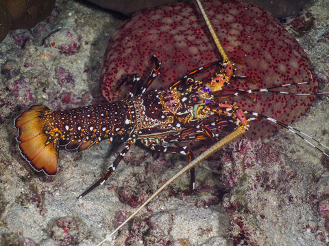 Longlegged spiny lobster and cushion star (Similan, Thailand)