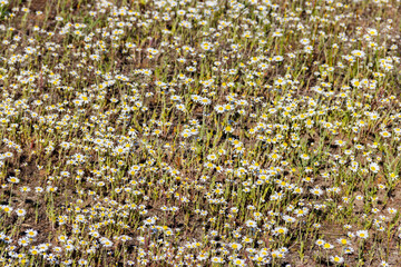 White chamomile flowers on a meadow at spring