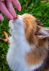 Beautiful three-color red-haired cat snout in the woman's palm 