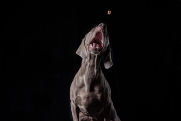 Ocala Weimaraner