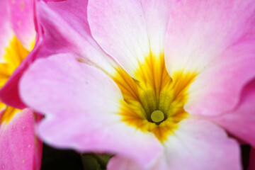 公園に咲くプリムラ・ジュリアン