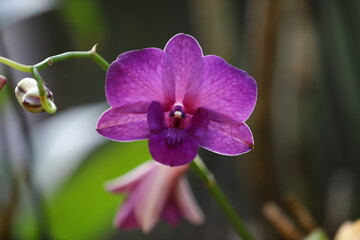 purple orchid flower