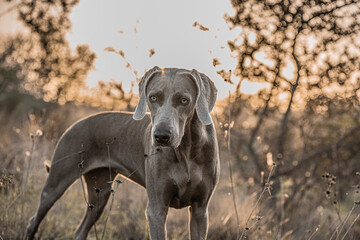 Ocala Weimaraner