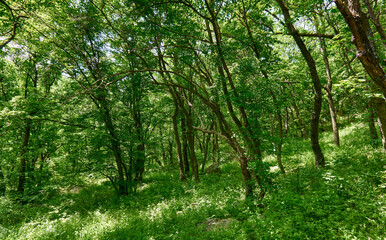 Fototapeta na wymiar Beautiful green forest in a sunny day