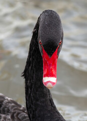 Black swan close up portrait, with striking red bill and fierce stare. Cygnus atratus. Photographed in the UK.