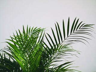 Fresh green tropical palm leaves on gray background. Space for Text. Ultimate gray