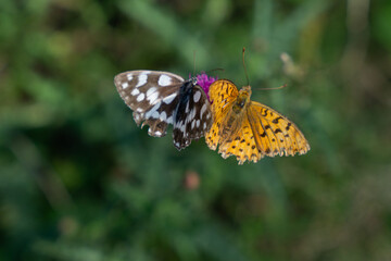 Schmetterlinge auf der Blüte