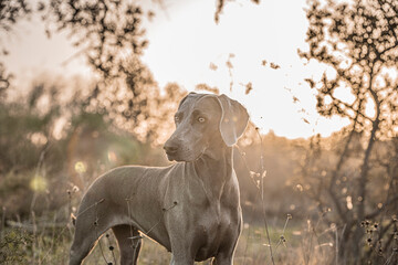 Ocala Weimaraner