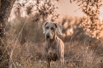 Ocala Weimaraner