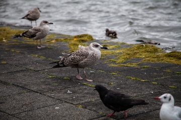Fototapeta premium seagulls on the beach