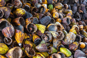  shell of cocoa fruit and cocoa shell dry