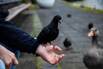 pigeons in hands