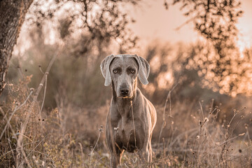 Ocala Weimaraner