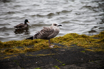 seagull on the beach