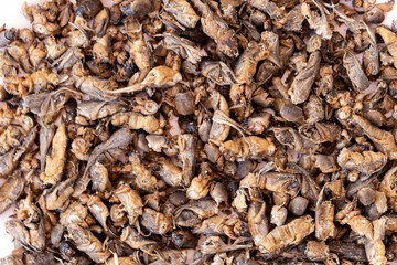 Tuberculosis. folk remedy for treatment of tuberculosis a mole cricket mixed with honey.