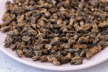 Tuberculosis, treatment with dipper. folk remedy for treatment of tuberculosis a mole cricket mixed with honey.
