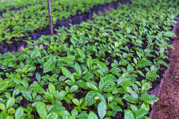 Coffee pant and Coffee seedlings in the nursery