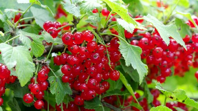 Ripe red currants (Ribes rubrum) in homemade garden in 4K VIDEO. Fresh bunch of natural fruit growing on branch on farm. Close-up. Organic farming, healthy food, BIO viands, back to nature concept.