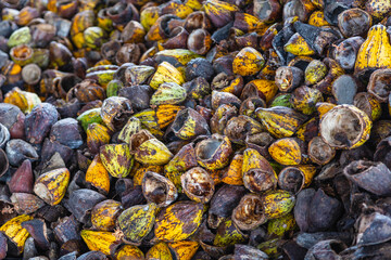  shell of cocoa fruit and cocoa shell dry