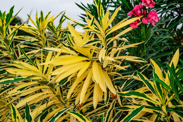 Branches with variegated yellow-green leaves of Nerium oleander in the garden, close-up. Outdoor...