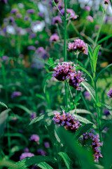 flowers in the garden