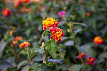 Multicolor inflorescence of Lantana camara plant close-up on a green blurred background. Red-orange-yellow flowers of tropical bush outdoors