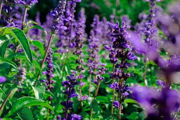 lavender flowers in the garden