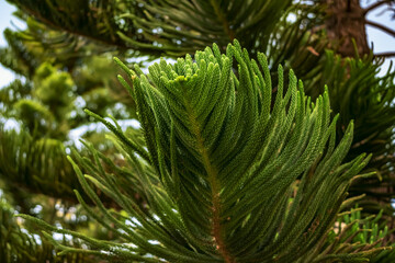 Branch with decorative huge needles of Araucaria heterophylla close-up. Natural floral background of stems of exotic tropical coniferous tree