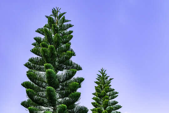 Norfolk Island Pine Images Browse 1 1 Stock Photos Vectors And Video Adobe Stock