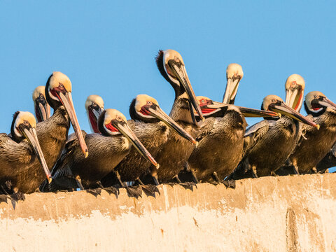 Brown pelicans (Pelecanus occidentalis) at a fish processing plant, Puerto San Carlos, Baja California Sur, Mexico