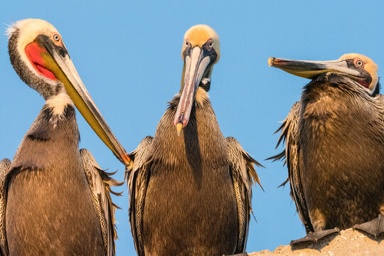 Brown pelicans (Pelecanus occidentalis) at a fish processing plant, Puerto San Carlos, Baja California Sur, Mexico