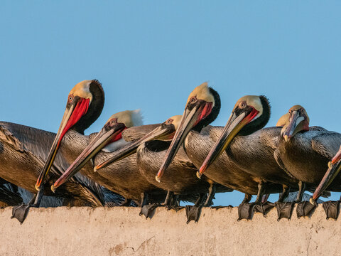 Brown pelicans (Pelecanus occidentalis) at a fish processing plant, Puerto San Carlos, Baja California Sur, Mexico