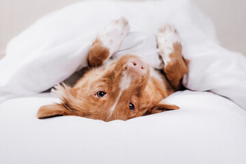 the dog is resting in the bed. Sweet Nova Scotia Duck Tolling Retriever. Sleepy pet