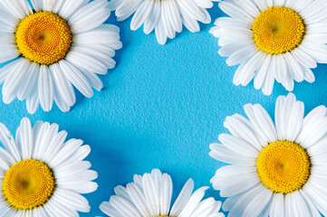Obraz premium Chamomile flowers frame on blue trendy pastel background. Flower mockup flat lay top view frame composition with copy space.