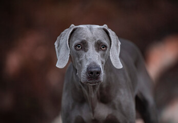 Ocala Weimaraner