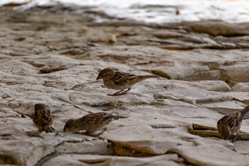 Passerine flocks and families moving in search of food, wildlife, wild and small flying animals, natural survival in modern conditions