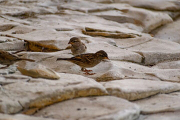 Passerine flocks and families moving in search of food, wildlife, wild and small flying animals, natural survival in modern conditions