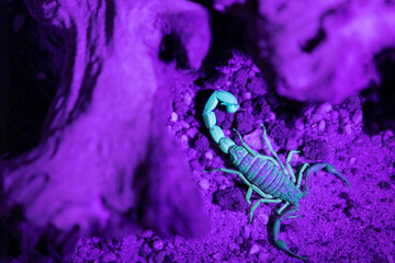 Scorpion under uv light on violet background between two rocks. Skorpion pod światłem uv, na fioletowym tle pomiędzy kamieniami