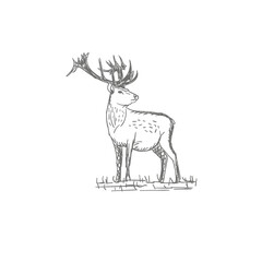 vector vintage styled engraved hand drawn deer animal hunting season