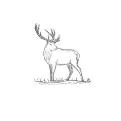 vector vintage styled engraved hand drawn deer animal hunting season