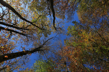Trees in the autumn forest with yellow and green leaves against the blue sky on a sunny day