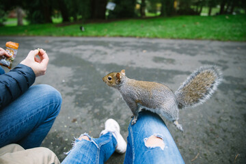 a squirrel loves interaction with people and kids, eating from human hands. Sitting on a girl's knee ready to jump for a treat - 399987254