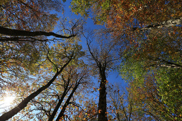 Trees in the autumn forest with yellow and green leaves against the blue sky on a sunny day